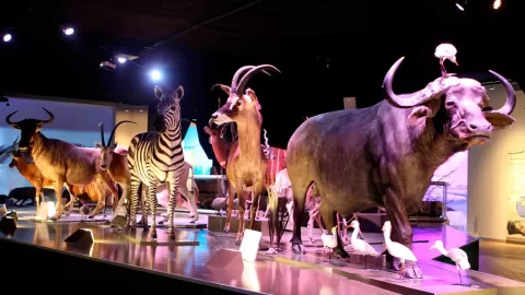 El Museo de la Evolución Puebla Celebra 10 Años de Trayectoria: Un Legado de Ciencia, Cultura y Descubrimiento que Impacta a México