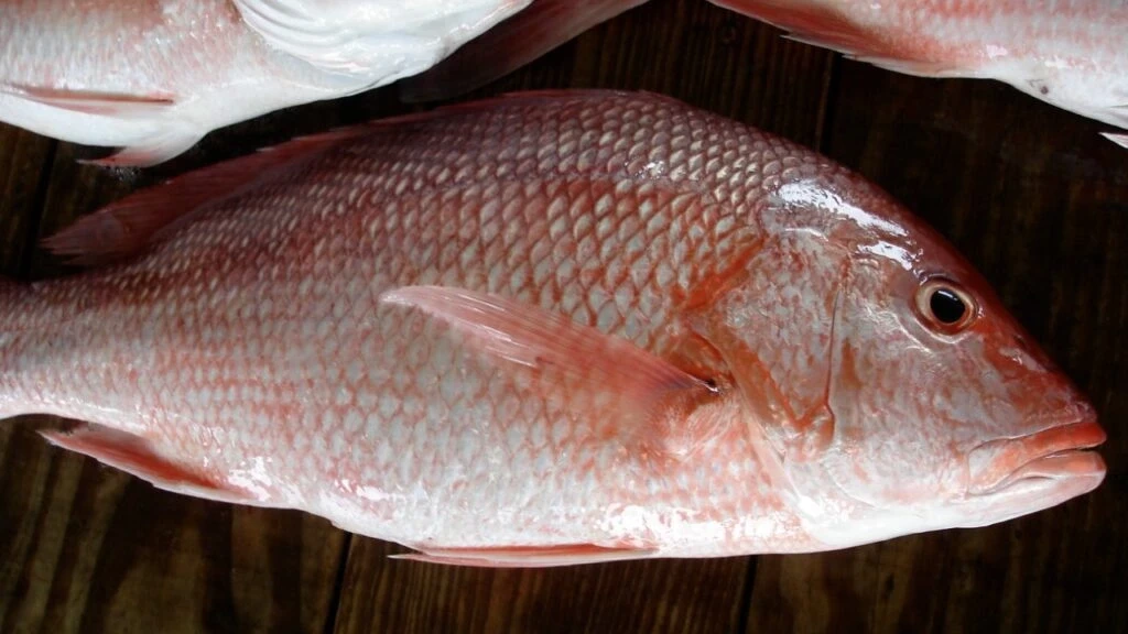 El Huachinango de Cultivo Responsable Sazona la Cuaresma 2026: Una Apuesta por la Sostenibilidad y el Sabor en México