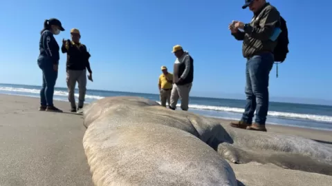 ¡Impactante! Ballena Sin Vida Varada en Playa de Rosario, Sinaloa: ¿Qué Sucedió el 2 de Marzo de 2026?